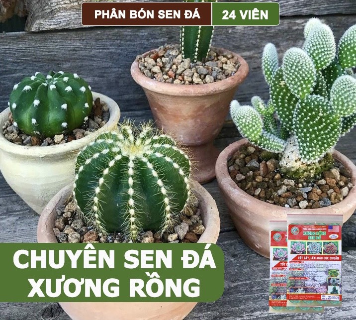 Phân Bón Sen Đá, Xương Rồng , Dạng Viên, Cho Cây Mọng Nước, Kích Rễ, Lên Màu Chuẩn Đẹp - Gói 24 Viên