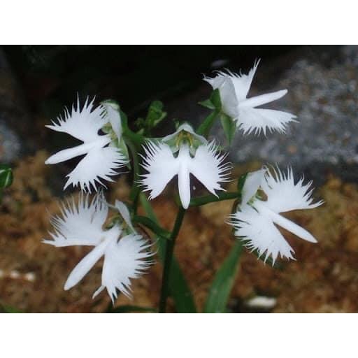 Cây địa lan bạch hạc hải âu