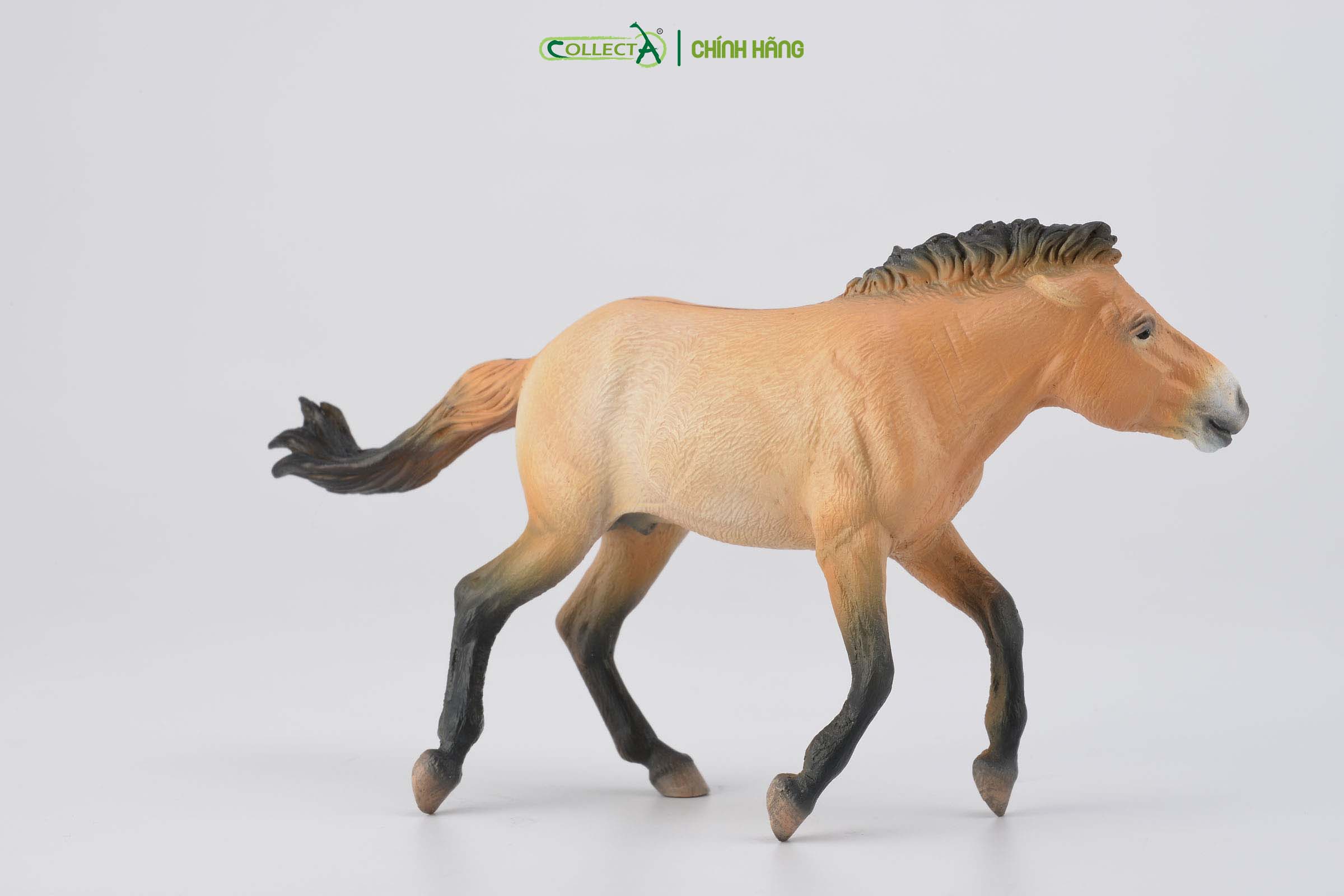 Mô hình thu nhỏ: Ngựa Hoang Mông Cổ - Przewalski Stallion, hiệu: CollectA, mã HS 9651260[88602] -  Chất liệu an toàn cho trẻ - Hàng chính hãng