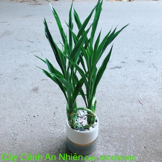 Chậu Cây Phát Tài