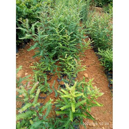 CHẬU CÂY GIỐNG CÂY BỒ KẾT