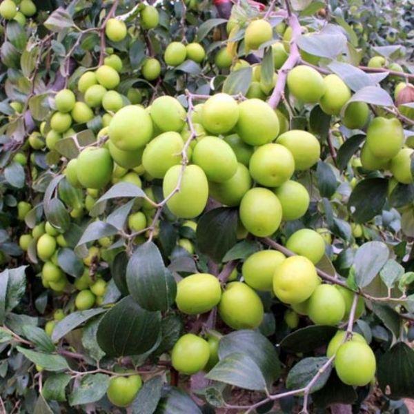 Cây giống táo thái - cam kết chất lượng