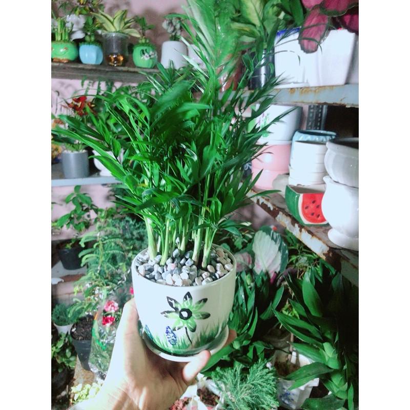 Chậu Cây Cau Tiểu Trâm