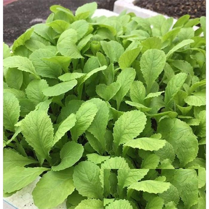 Hạt Giống Cải Bẹ Vàng - Gói 1kg