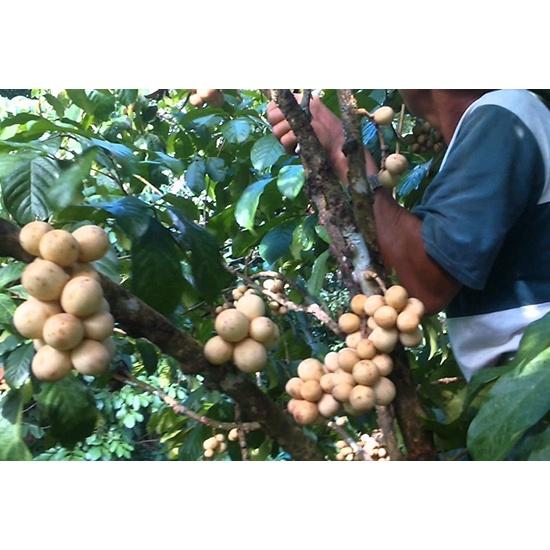 CÂY GIỐNG BÒN BON