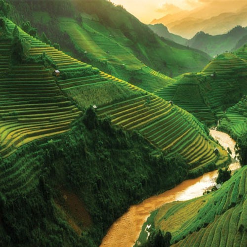 Mật ong nguyên chất thượng hạng Mẹ Tiên Honimore 500g/chai - mật ong rừng