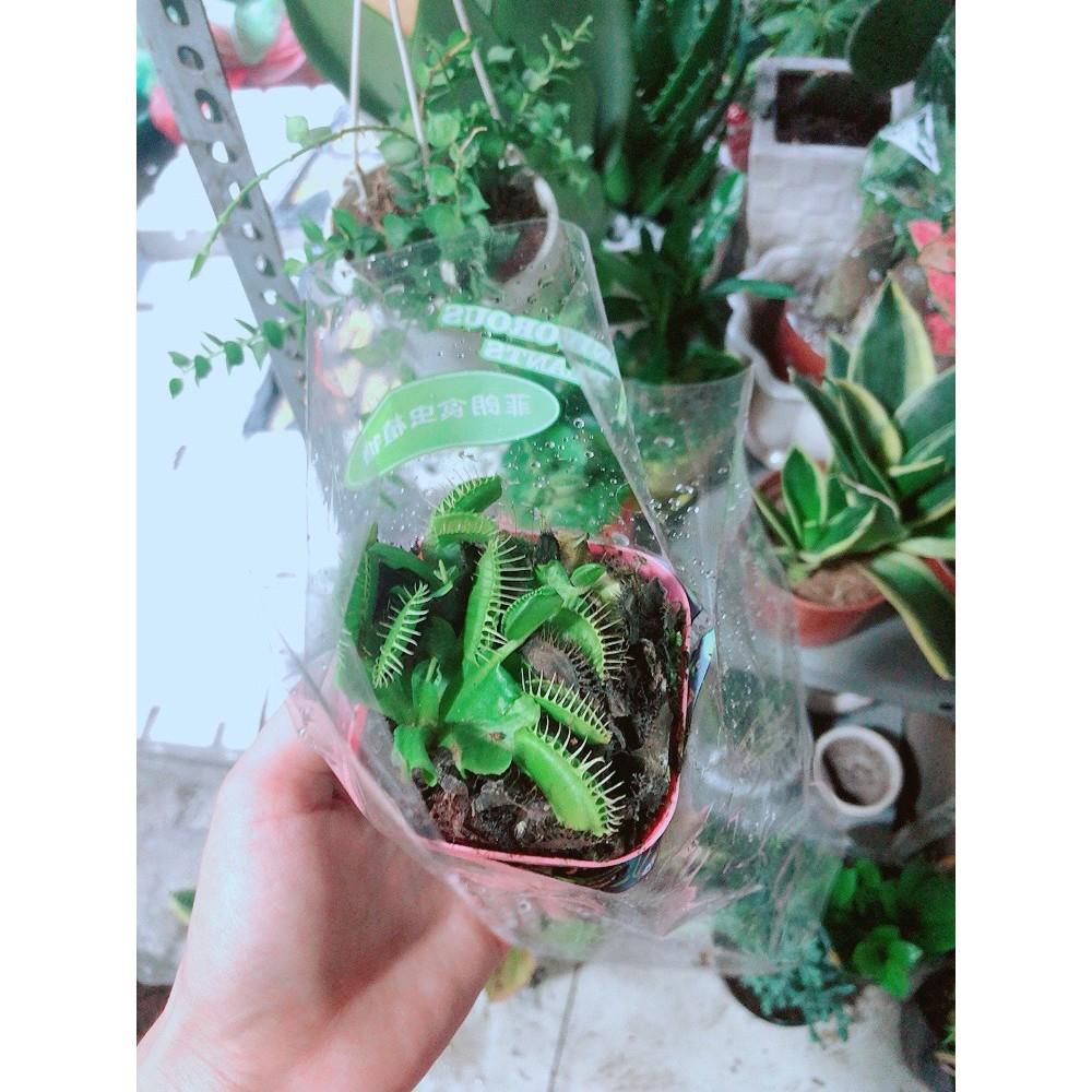 Chậu Cây Bắt Mồi