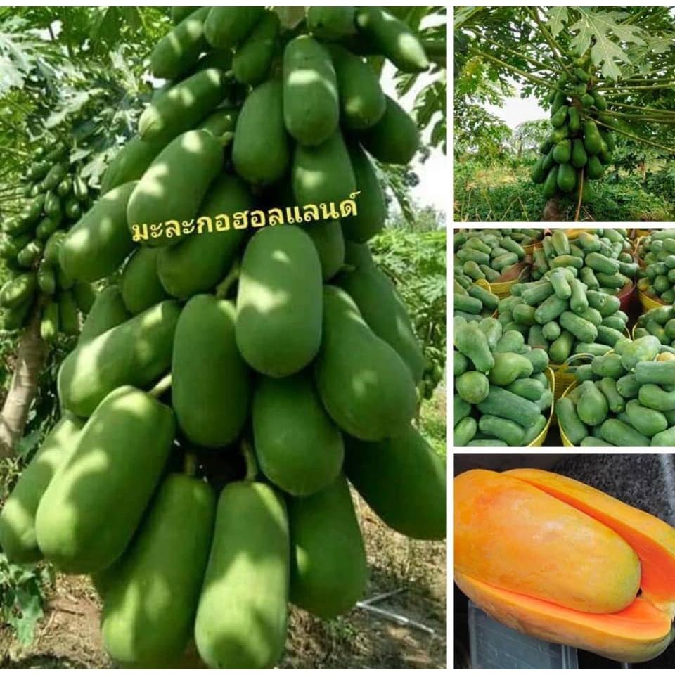 HẠT GIỐNG ĐU ĐỦ SIÊU LÙN HÀ LAN F1
