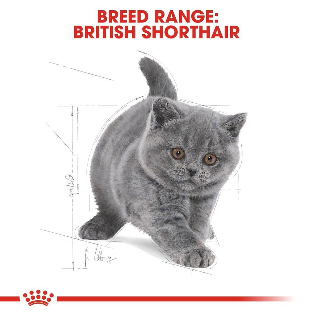 Hạt Royal Canin British Shorthair Kitten Cho Mèo Anh Lông Ngắn Nhỏ