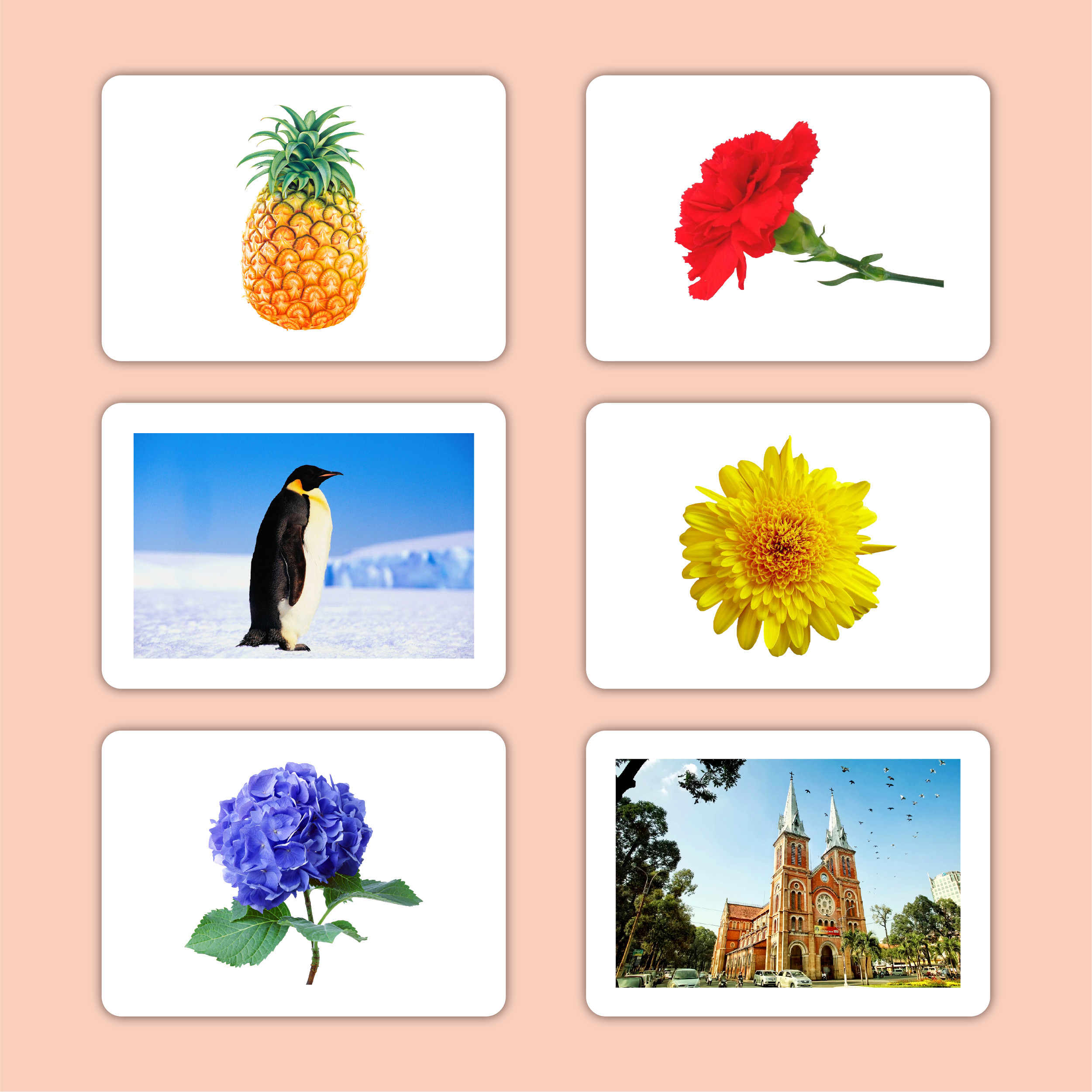 Combo Bộ Thẻ Flashcard Nâng Cao Cho Bé Thẻ Chuẩn Glenn Doman Hoa Kỳ
