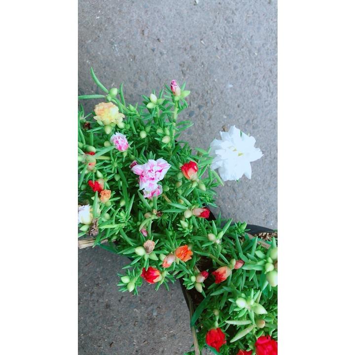 Bụi Hoa Mười Giờ