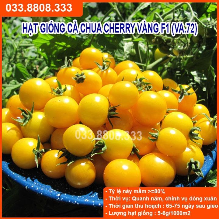 Hạt giống cà chua bi vàng  -giống tốt trồng chậu