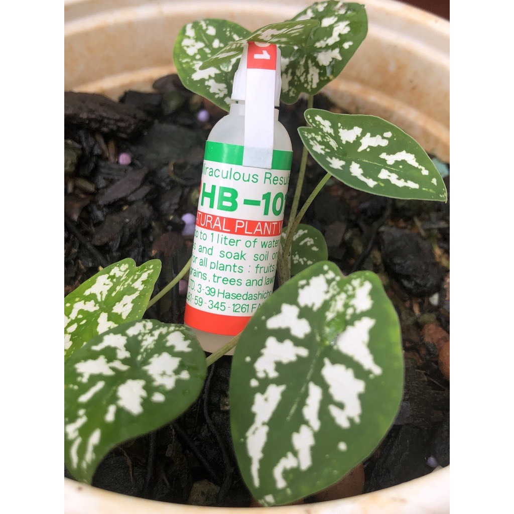 Kích Rễ HB 101 Nhật Bản, Phân hữu cơ Organic tăng năng suất giải độc đất ra rễ nhanh Flora Plant Vitalizer 6ml