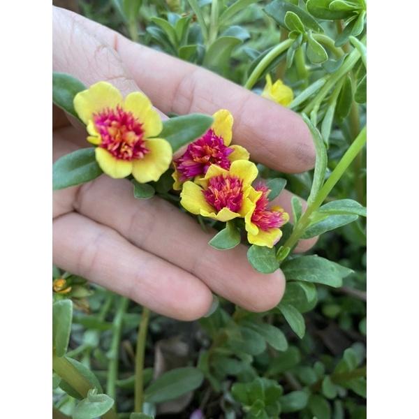 Cây mười giờ sam hoa kép mới bán 5-7 nhánh 10k