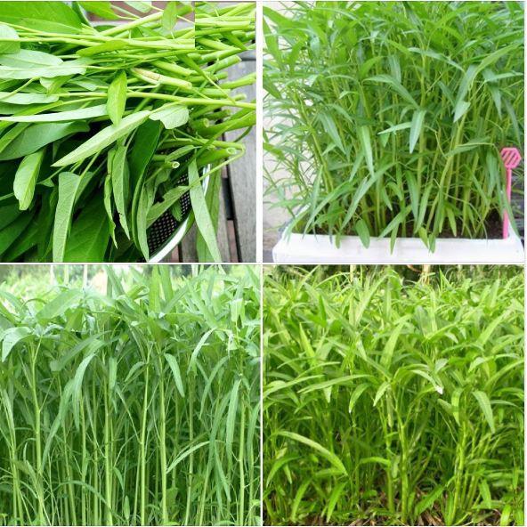 Combo 9 gói hạt giống các loại rau - tặng 1 phân bón