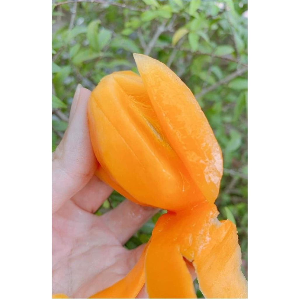 CÂY GIỐNG THANH TRÀ THÁI