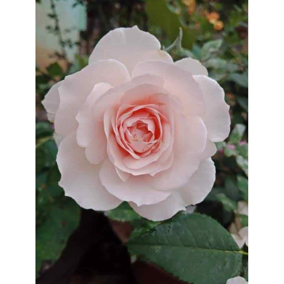 Cây hoa hồng ngoại misaki rose