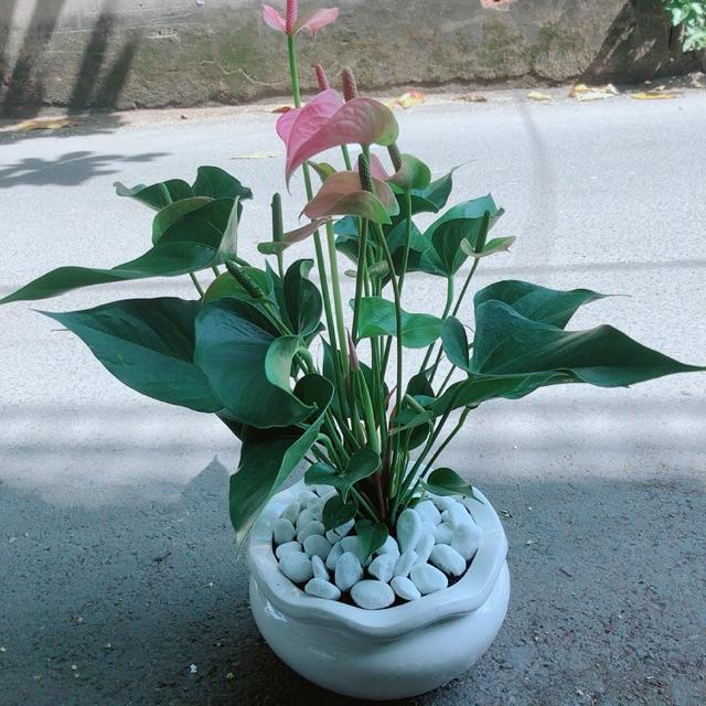 Chậu Cây Hồng Môn Size Lớn