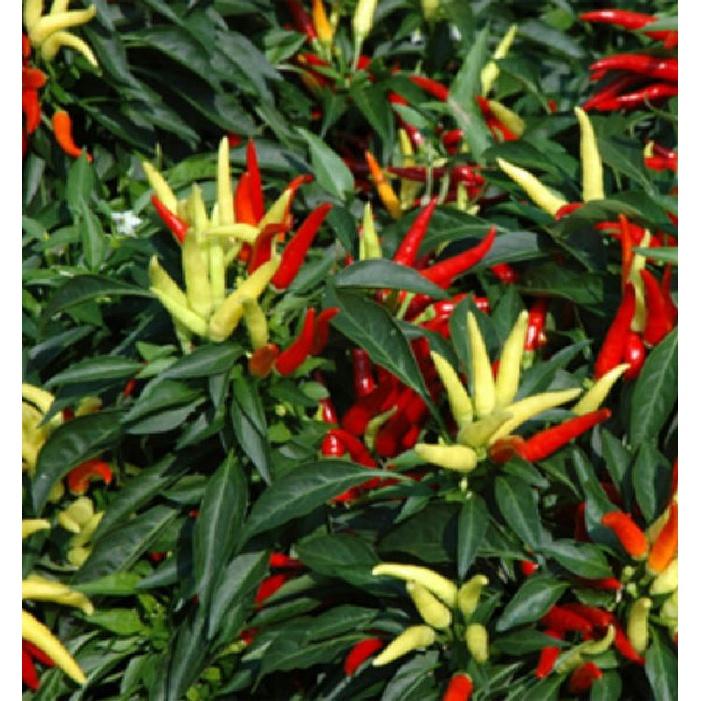 Hạt giống ớt chùm đỏ siêu cay Thái Lan-gói 0,5 gram/tặng kèm gói phân bón lót