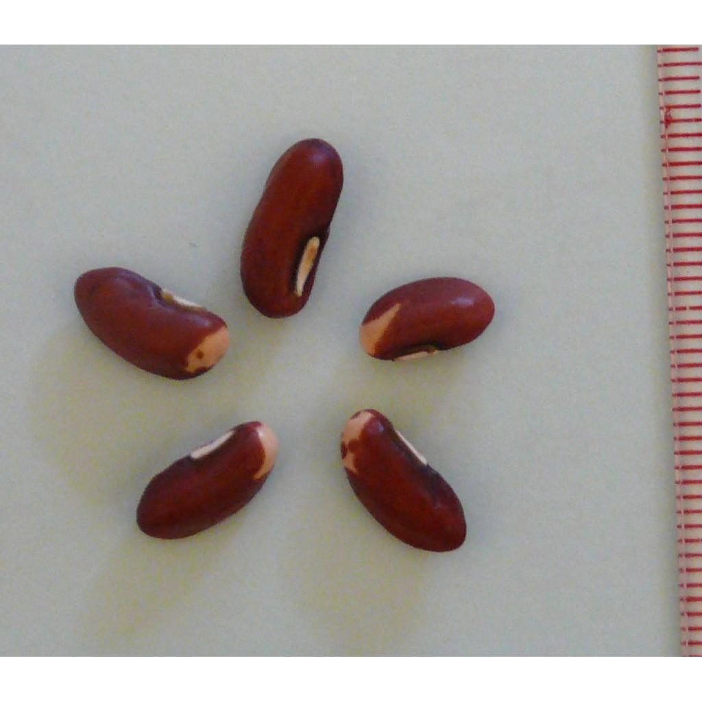 Hạt giống Đậu đũa ngồi xanh 20gr/ gói