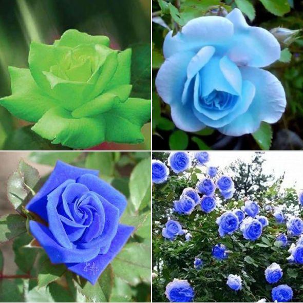 Hat giống hoa hồng xanh dể trồng f1 - Gói 10 hạt-tặng kèm gói kích mầm