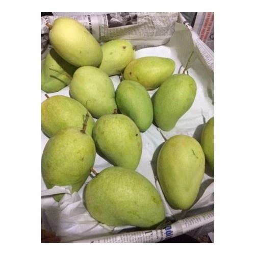 CÂY GIỐNG XOÀI TỨ QUÝ SIÊU QUẢ