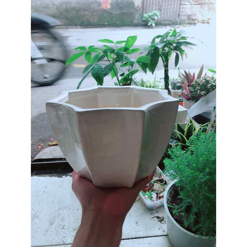 Chậu Trồng Cây Bán Chạy