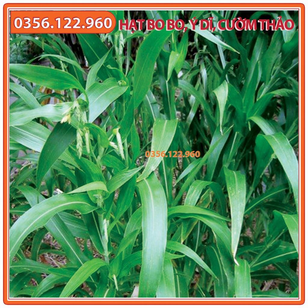 Hạt Cây Bo bo Cây Ý Dĩ Cườm Thảo - gói 1kg - dùng cho chăn nuôi gia súc, gia cầm, thiên cầm