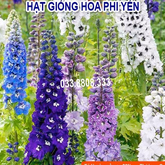 Hạt giống hoa Phi yến nhiều màu dễ trồng có hướng dẫn gieo ươm