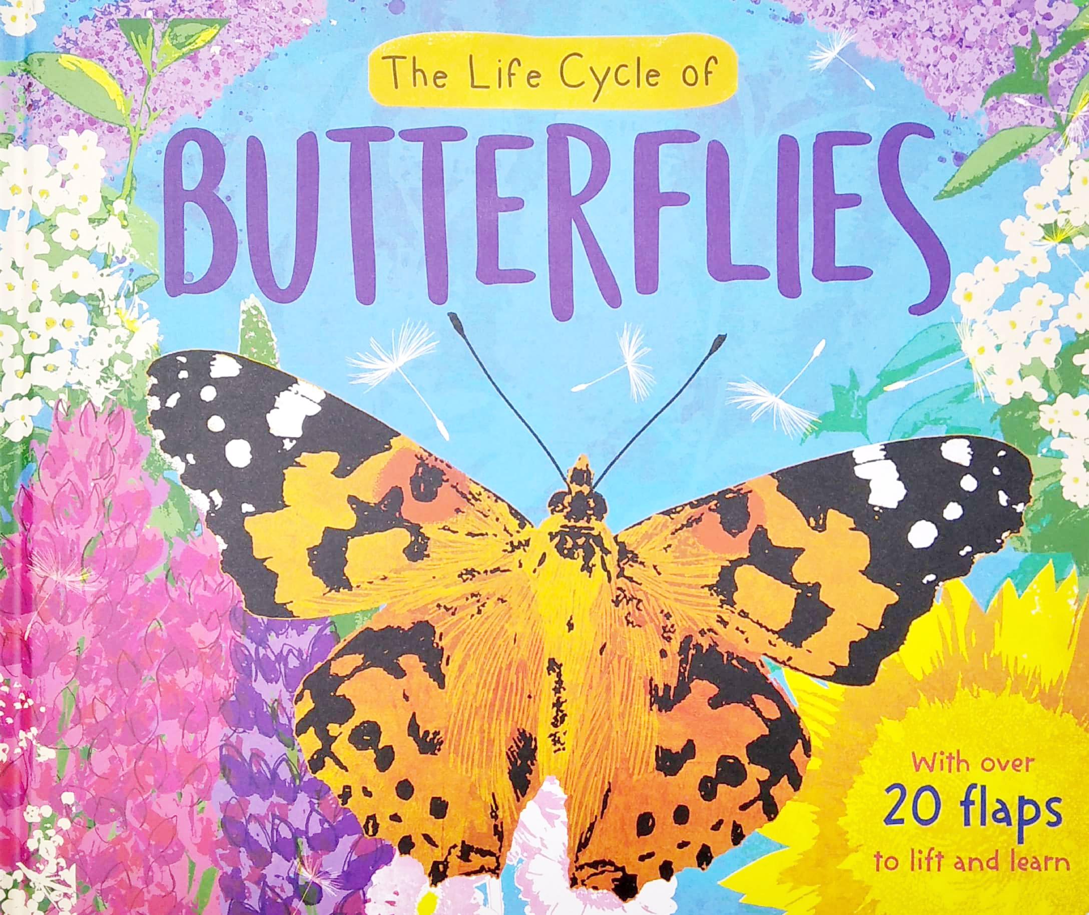 The Life Cycle Of Butterflies