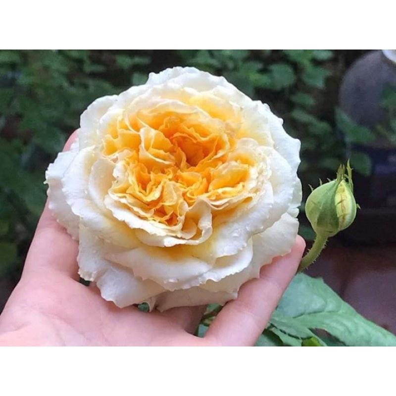 Cây hoa hồng beatrice- bầu to cây lớn trưởng thành