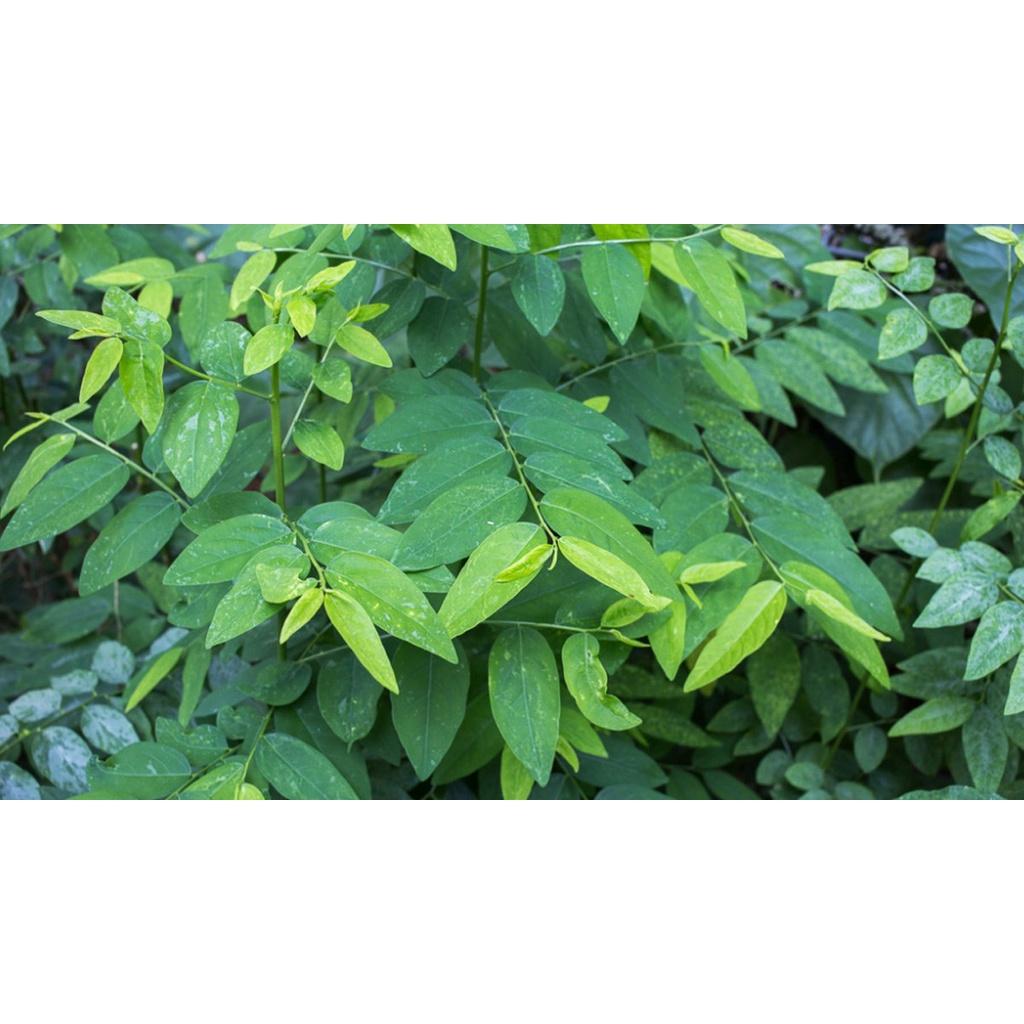 Hạt giống rau ngót, bồ ngót, năng suất cao dễ trồng dễ chăm sóc, nhanh thu hoạch