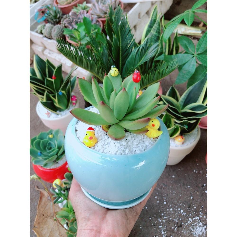 Chậu sen đá viền đỏ