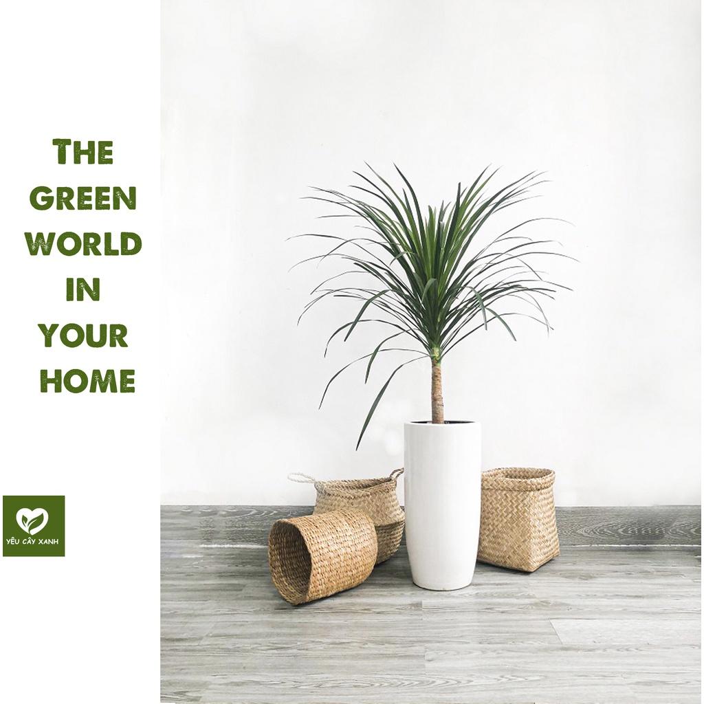 Cây Phát Tài Núi, cây trang trí văn phòng loại cây phong thủy ưa thích