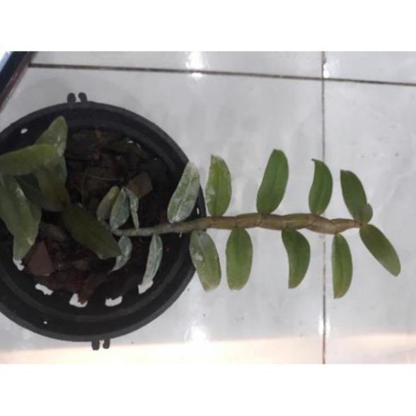 Hoa phong lan - nù tam bố cây năm