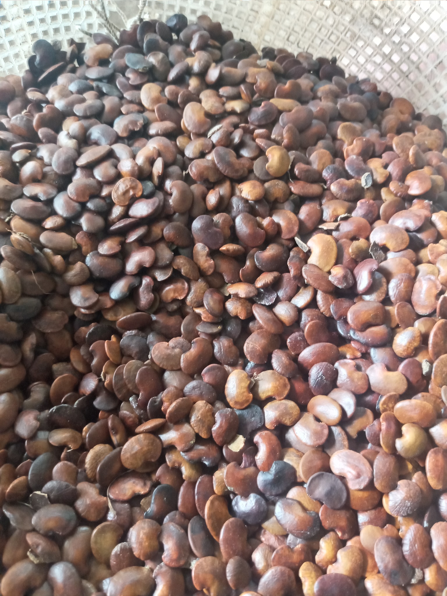 1KG Hạt giống cẩm lai rừng