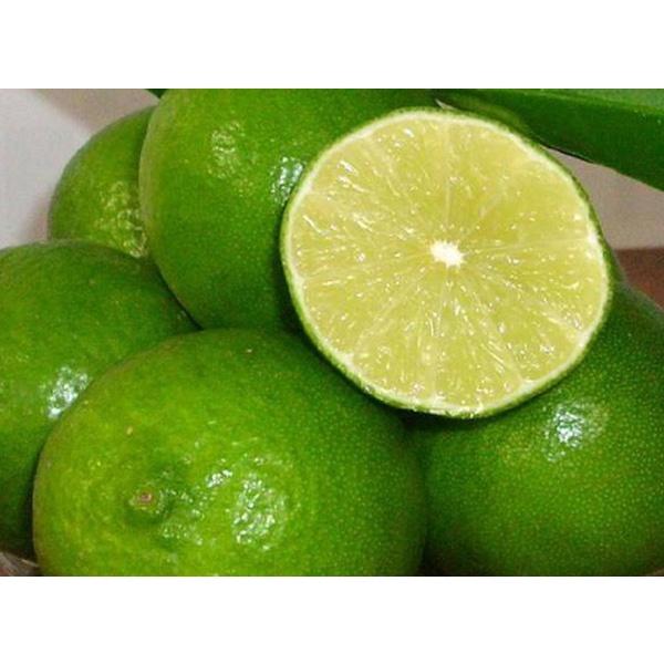 CÂY GIỐNG Chanh tứ Quý khÔNg hạt siêu sớm.