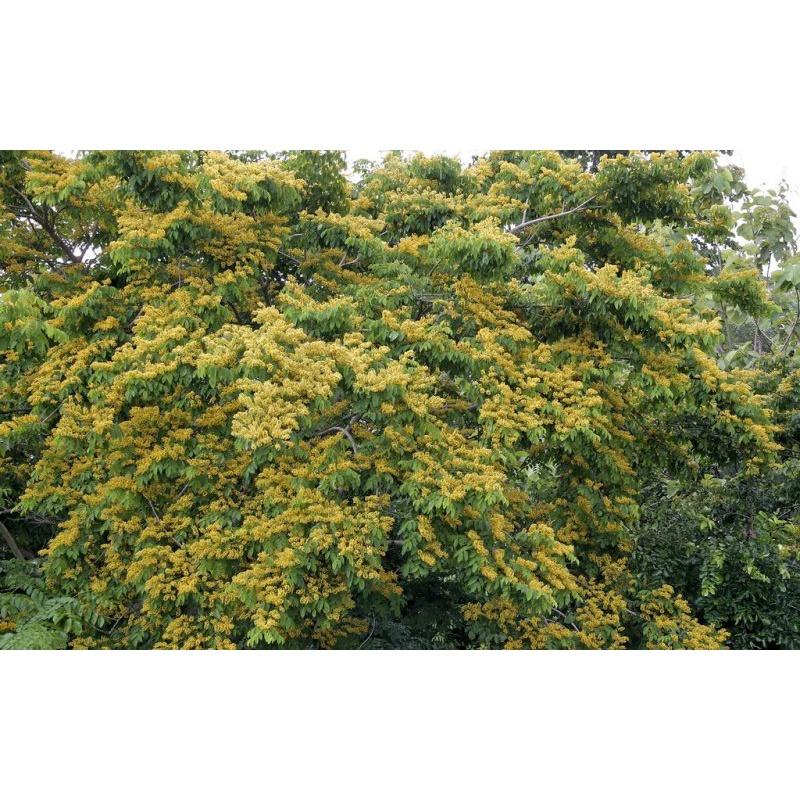 CÂY GIỐNG CÂY GIÁNG HƯƠNG CAO 1M NHƯ HÌNH ()