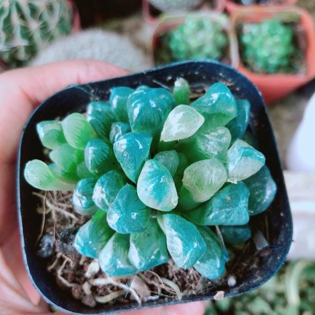 Cây Kim Cương 60k/chậu