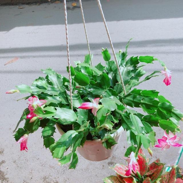 Chậu Tiểu Quỳnh