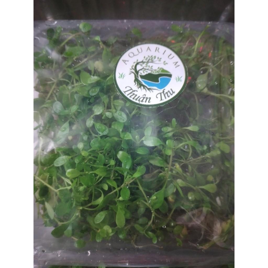 Trân châu nhật lá nước - Cây trãi nền Thủy sinh