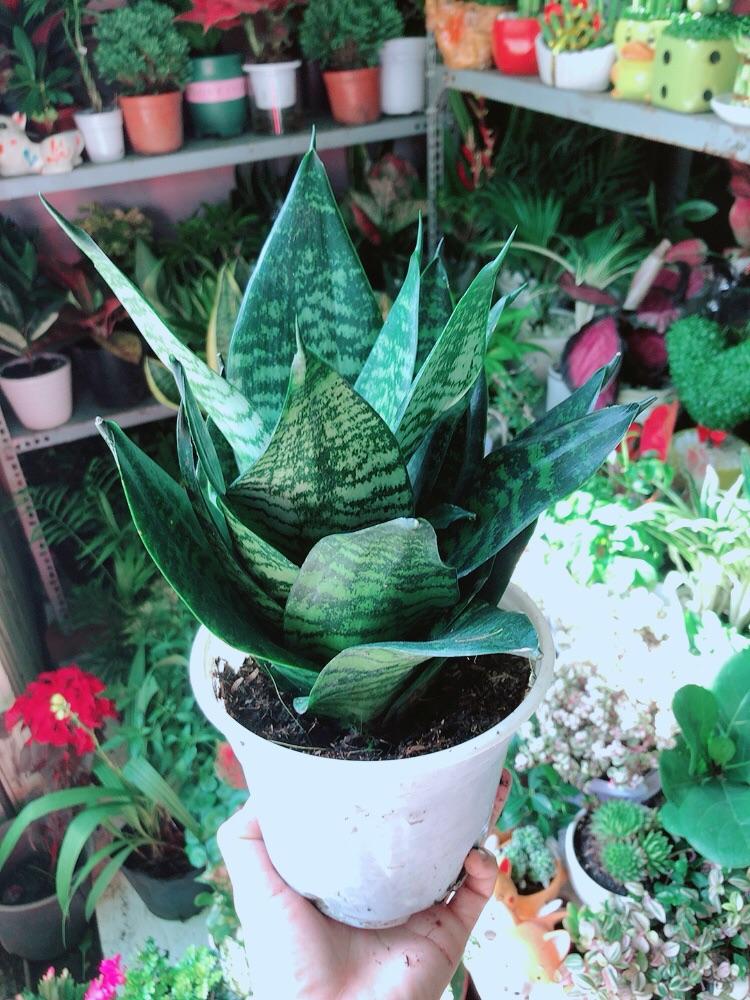 Lưỡi Hổ Thái Xanh