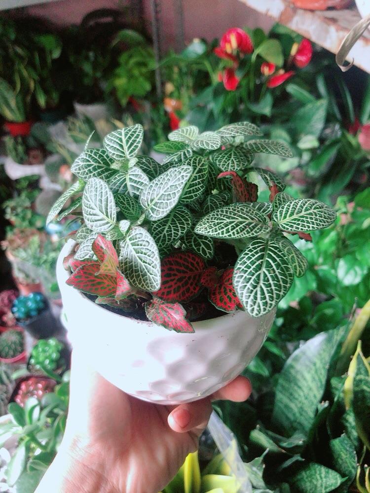 Chậu Cây Cẩm Nhung