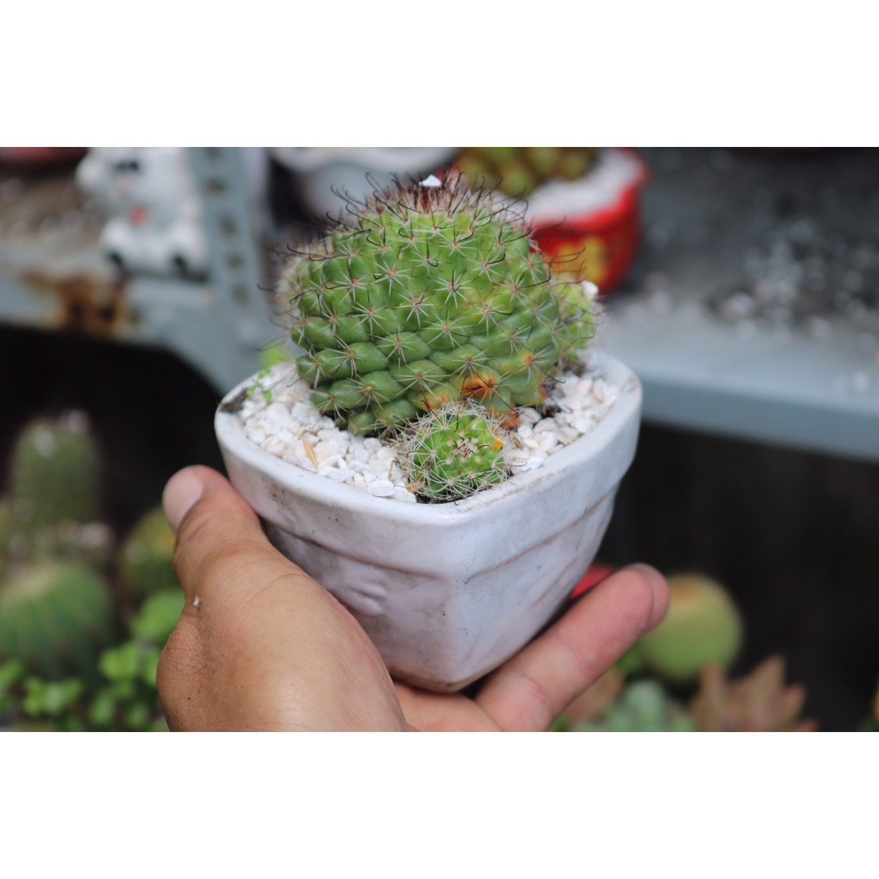 Chậu sứ cây xương rồng Nhím tặng kèm đá trang trí