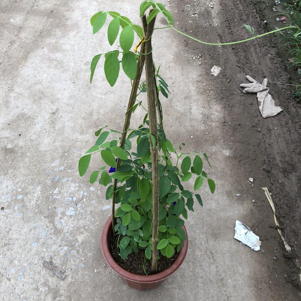 Cây đậu biếc size to trồng chậu E200, ngọn
leo 40-45cm hoa nở rộ thân leo mạnh phủ giàn tốt sức sống mãnh liệt