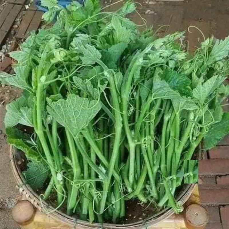 Hạt giống bí ăn ngọn,siêu ngọn-gói 5 gram-tặng kèm gói phân bón lót