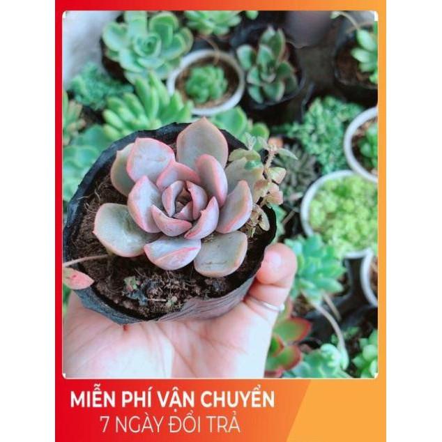 Combo 10 cây sen đá