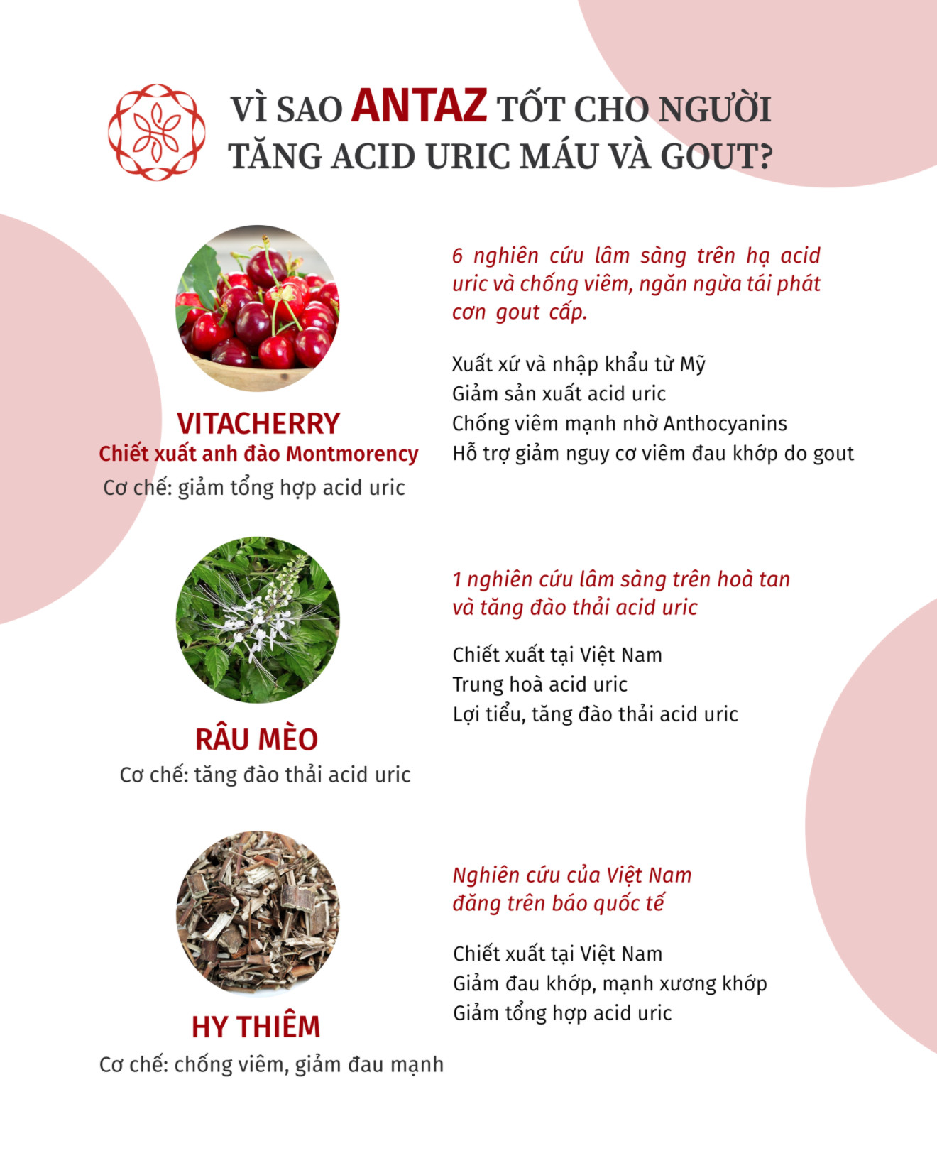 ANTAZ - Hỗ trợ hạ acid uric trong máu, ngăn gout tái phát