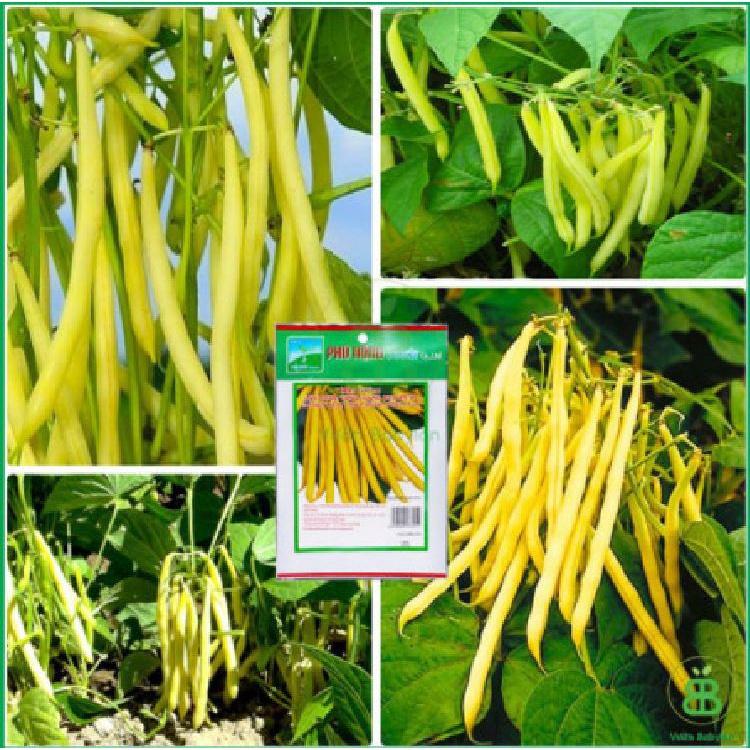 Hạt giống đậu cove vàng dạng bụi KNS367 - Gói 10gram