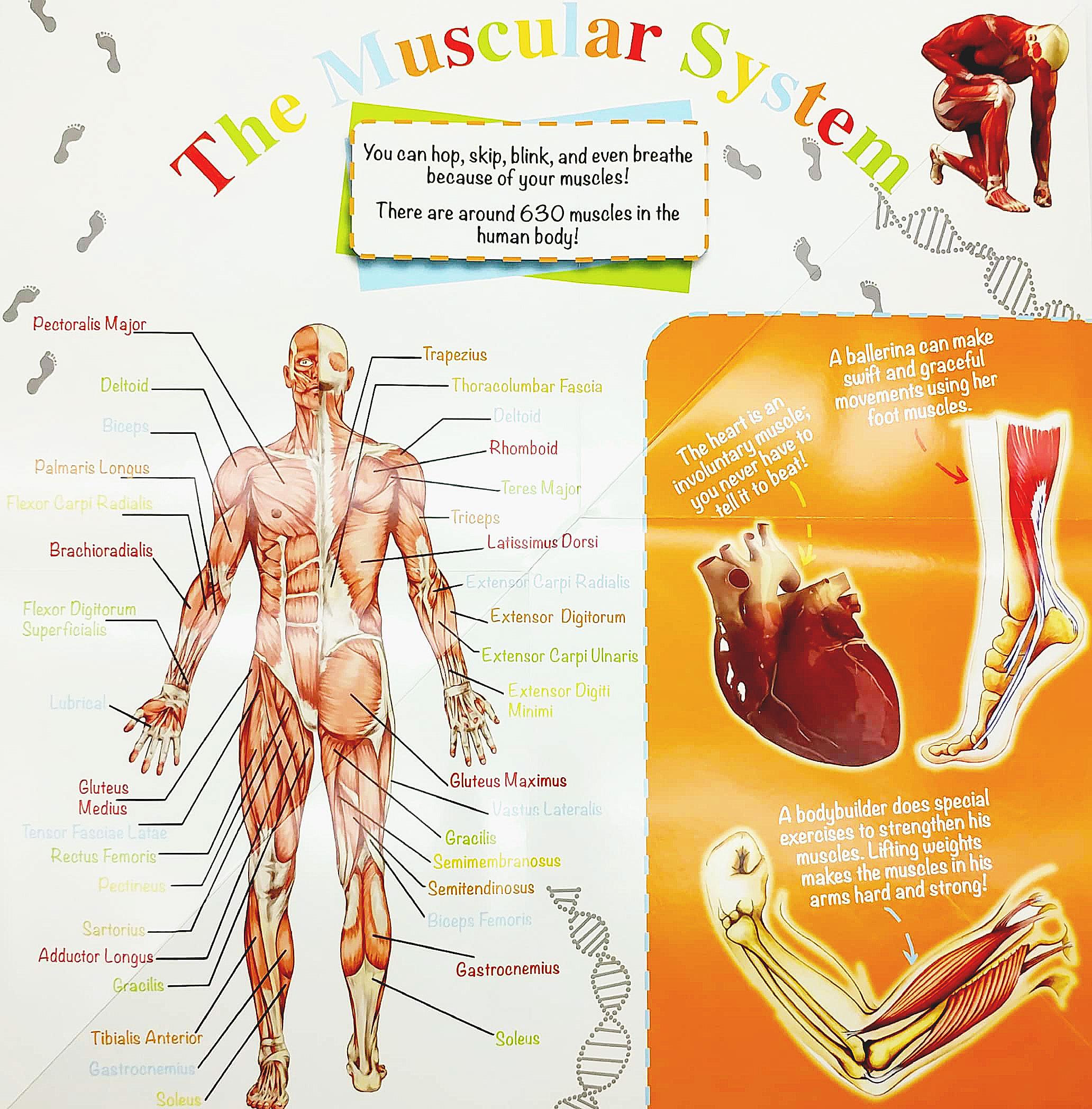 Wonder Of Learning - Discover The Human Body Foldout Reference Book